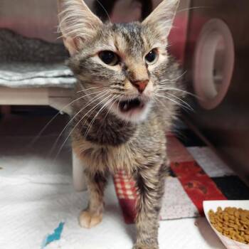 Ella -  Domestic Medium Hair Cat for Adoption in Springfield, Illinois - Ella | PetCurious
