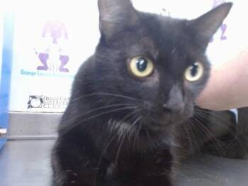 HAALAND -  Domestic Short Hair Cat for Adoption in Orlando, Florida - HAALAND | PetCurious