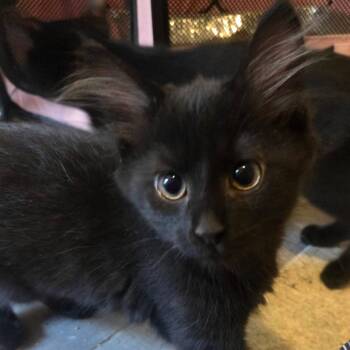 Rummy Boy -  Domestic Short Hair Cat for Adoption in Port Richey, Florida - Rummy Boy | PetCurious