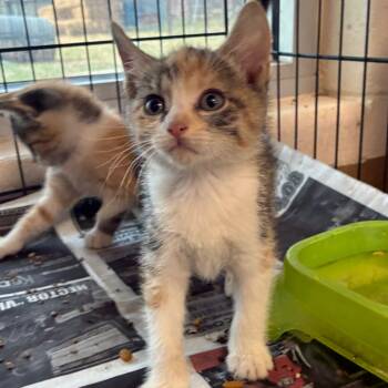 Rescue Domestic Short Hair Cats for Adoption in San Antonio, Texas - Sarabi | PetCurious