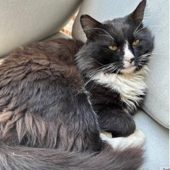 Domestic Medium Hair Cats Available for Adoption in Merrifield, Virginia - Blueberry Lang | PetCurious