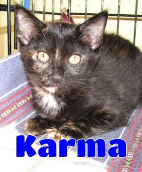 5493 Karma -  Tortoiseshell Cat for Adoption in Lawrenceburg, Kentucky - 5493 Karma | PetCurious