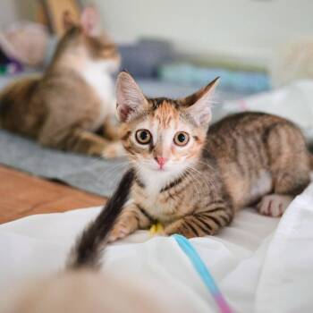 Honeymaren -  Domestic Short Hair Cat for Adoption in Dallas, Texas - Honeymaren | PetCurious