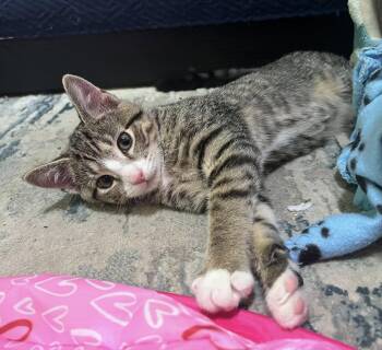 Rescue Domestic Short Hair Cats for Adoption in Manchester, Maryland - Shakerina | PetCurious