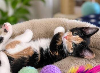 Harmony -  Domestic Short Hair Cat for Adoption in Cincinnati, Ohio - Harmony | PetCurious