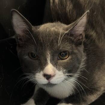 Rescue Domestic Short Hair Cats for Adoption in New York, New York - Dakota | PetCurious