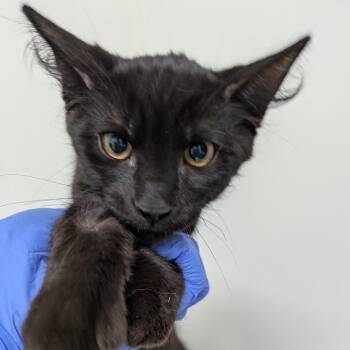 Nebulusa -  Domestic Short Hair Cat for Adoption in Lakewood, California - Nebulusa | PetCurious