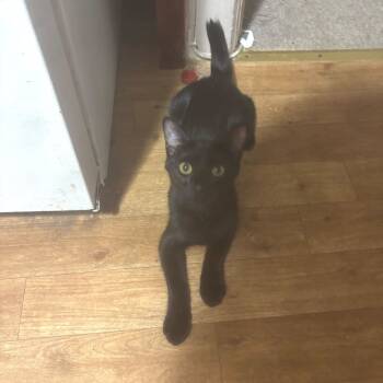 Rescue Domestic Short Hair Cats for Adoption - Thumper | PetCurious