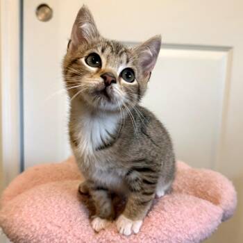 Bean -  Domestic Short Hair Cat for Adoption in Orlando, Florida - Bean | PetCurious