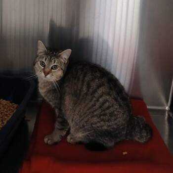 Domestic Short Hair Cats Available for Adoption - Driftwood | PetCurious