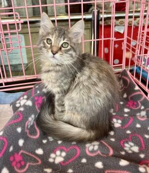 Rescue Domestic Long Hair Cats for Adoption in Glendora, California - Noemi Cutie | PetCurious
