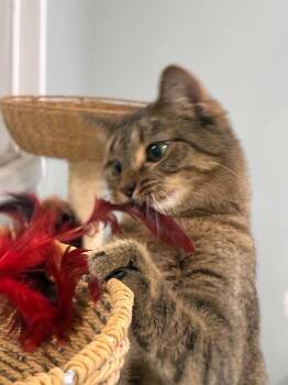 Patty -  Domestic Short Hair Cat for Adoption in Millington, Tennessee - Patty | PetCurious