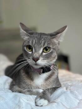 Ember -  Tabby and Domestic Short Hair Cat for Adoption in Walnut Creek, California - Ember | PetCurious