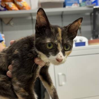 Rescue Domestic Short Hair Cats for Adoption in Leesburg, Florida - Opal | PetCurious