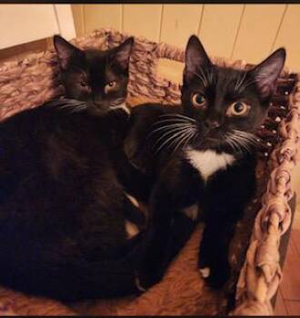 Domestic Short Hair Cats Available for Adoption - COOKIE | PetCurious