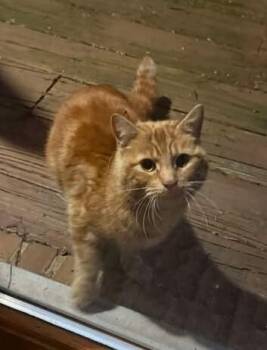 Domestic Short Hair Cats Available for Adoption in Adrian, Michigan - Tomas | PetCurious