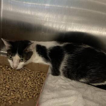 Shell -  Domestic Short Hair Cat for Adoption in Blue Ridge, Georgia - Shell | PetCurious