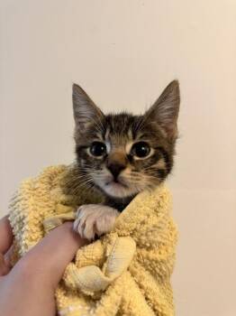Shrek -  Domestic Short Hair Cat for Adoption in Stockbridge, Georgia - Shrek | PetCurious