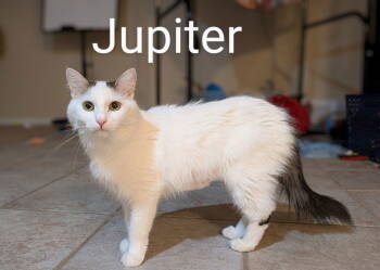Rescue Domestic Short Hair Cats for Adoption in Phoenix, Arizona - Jupiter | PetCurious