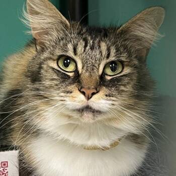 Gretchen -  Domestic Medium Hair Cat for Adoption in Owosso, Michigan - Gretchen | PetCurious