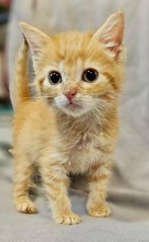 Pip -  Domestic Short Hair Cat for Adoption in Chicago, Illinois - Pip | PetCurious