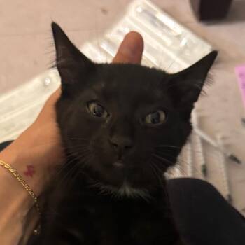 Storm -  Domestic Short Hair Cat for Adoption in Salisbury, Massachusetts - Storm | PetCurious