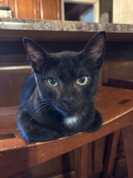 Rescue Domestic Short Hair Cats for Adoption in Phoenix, Arizona - Chester | PetCurious