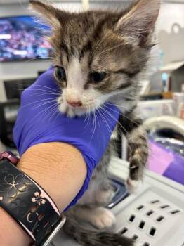 LEO -  Domestic Short Hair Cat for Adoption in Palmetto, Florida - LEO | PetCurious