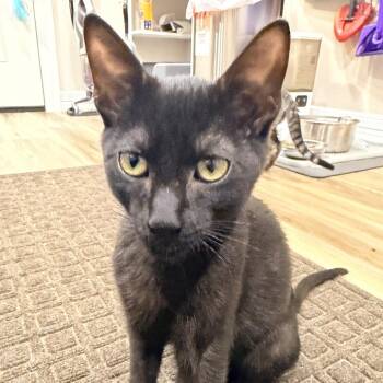 Echo -  American Shorthair Cat for Adoption in Wadena, Minnesota - Echo | PetCurious