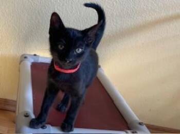 Domestic Short Hair Cats Available for Adoption - Backhoe | PetCurious