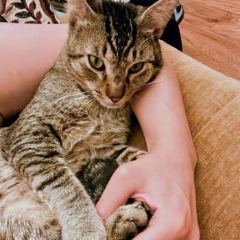 Pizza Party -  Domestic Short Hair Cat for Adoption - Pizza Party | PetCurious