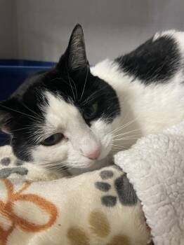 Rescue Domestic Short Hair Cats for Adoption in Saint Maries, Idaho - Poptart | PetCurious