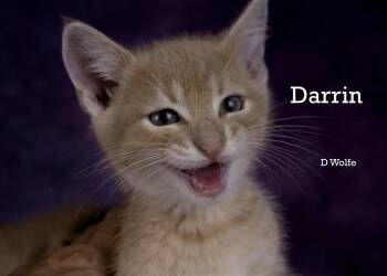 Darrin -  Domestic Short Hair Cat for Adoption in York, Nebraska - Darrin | PetCurious