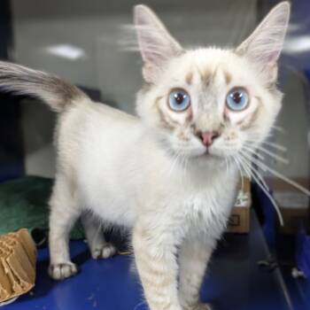 Rescue Domestic Short Hair Cats for Adoption in Los Angeles, California - Seth | PetCurious
