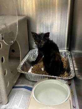 FIJI -  Domestic Short Hair Cat for Adoption in Texas City, Texas - FIJI | PetCurious
