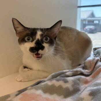 Siamese and Domestic Short Hair Cats Available for Adoption in Beaumont, Texas - Firefly | PetCurious