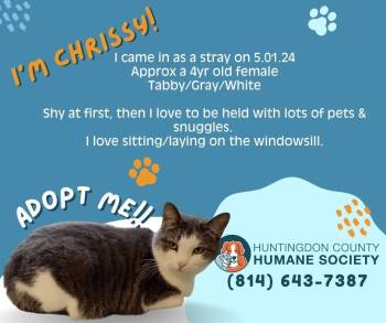 Domestic Short Hair Cats Available for Adoption - Chrissy | PetCurious