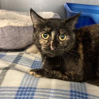 Domestic Short Hair Cats Available for Adoption in Portage, Michigan - Echo | PetCurious