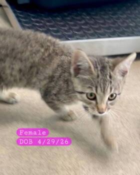 GRACE -  Domestic Short Hair Cat for Adoption in Holbrook, New York - GRACE | PetCurious