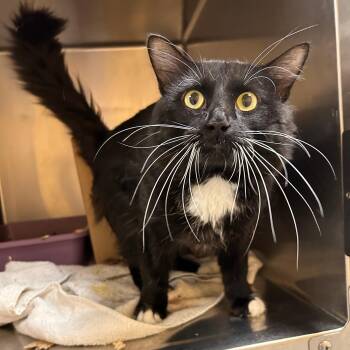 Qui-Gon -  Domestic Short Hair Cat for Adoption in Lindon, Utah - Qui-Gon | PetCurious