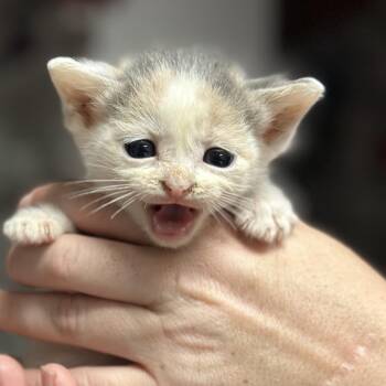 Andromeda -  Domestic Short Hair Cat for Adoption in Fort Smith, Arkansas - Andromeda | PetCurious