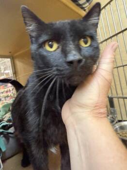 Jiffy -  Domestic Short Hair Cat for Adoption in Wheaton, Illinois - Jiffy | PetCurious