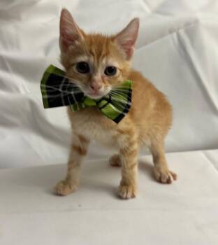 Domestic Short Hair Cats Available for Adoption in Margate, Florida - AMYR | PetCurious
