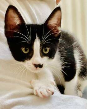 Rescue Domestic Short Hair Cats for Adoption in River Ridge, Louisiana - Neptune | PetCurious