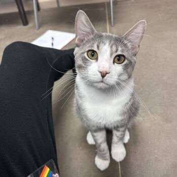 Hei Hei -  Domestic Short Hair Cat for Adoption in Davenport, Iowa - Hei Hei | PetCurious