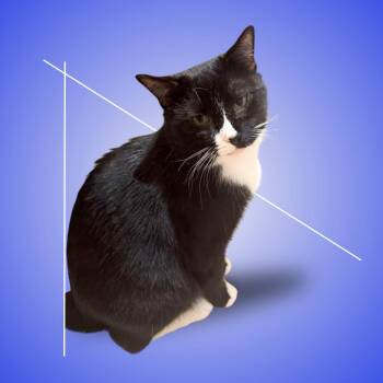 Domestic Short Hair Cats Available for Adoption - Mugzy | PetCurious