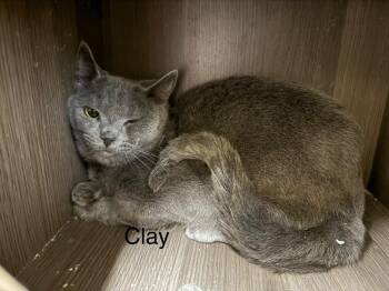 Domestic Short Hair Cats Available for Adoption - Clay | PetCurious