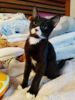 Percy -  Domestic Short Hair Cat for Adoption in Pompano Beach, Florida - Percy | PetCurious
