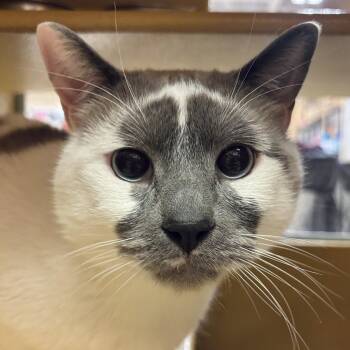 Sam -  Siamese Cat for Adoption in Sonora, California - Sam | PetCurious