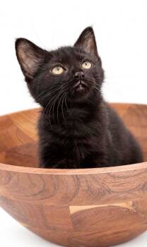 Spinach is OH SO NICE - Way tinier cuter than pics - LOVER -  Bombay Cat for Adoption in Bedford Hills, New York - Spinach Is OH SO NICE - Way Tinier Cuter Than Pics - LOVER | PetCurious